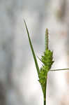 Wire sedge